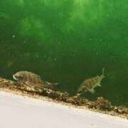 ヒメ日記 2025/07/03 02:30 投稿 涼風はるか 横浜プロダクション