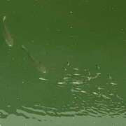 ヒメ日記 2025/07/24 01:45 投稿 涼風はるか 横浜プロダクション