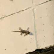 ヒメ日記 2025/07/25 01:45 投稿 涼風はるか 横浜プロダクション