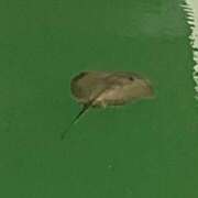 ヒメ日記 2025/08/05 01:45 投稿 涼風はるか 横浜プロダクション