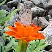 ヒメ日記 2025/08/06 01:20 投稿 涼風はるか 横浜プロダクション