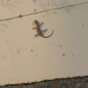 ヒメ日記 2025/08/09 01:30 投稿 涼風はるか 横浜プロダクション