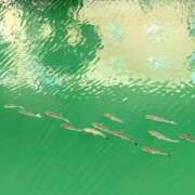 ヒメ日記 2025/08/16 01:30 投稿 涼風はるか 横浜プロダクション