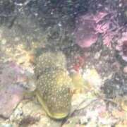 ヒメ日記 2025/09/07 21:10 投稿 涼風はるか 横浜プロダクション