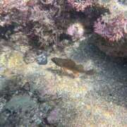 ヒメ日記 2025/09/09 01:45 投稿 涼風はるか 横浜プロダクション