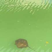 ヒメ日記 2025/09/18 01:45 投稿 涼風はるか 横浜プロダクション