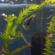 ヒメ日記 2025/09/28 23:06 投稿 涼風はるか 横浜プロダクション