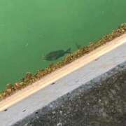 ヒメ日記 2025/10/02 01:45 投稿 涼風はるか 横浜プロダクション