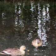 ヒメ日記 2025/10/20 00:14 投稿 涼風はるか 横浜プロダクション