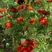 ヒメ日記 2025/11/16 22:17 投稿 涼風はるか 横浜プロダクション