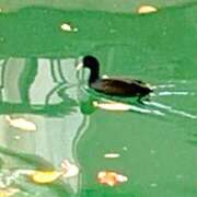 ヒメ日記 2025/11/27 01:45 投稿 涼風はるか 横浜プロダクション