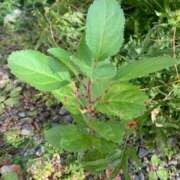 ヒメ日記 2025/12/10 01:45 投稿 涼風はるか 横浜プロダクション