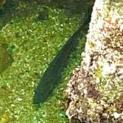 ヒメ日記 2025/12/29 23:45 投稿 涼風はるか 横浜プロダクション