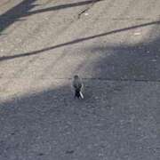 ヒメ日記 2026/02/11 02:30 投稿 涼風はるか 横浜プロダクション