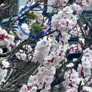 ヒメ日記 2026/03/18 01:45 投稿 涼風はるか 横浜プロダクション