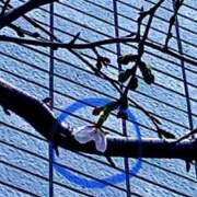 ヒメ日記 2026/03/20 02:33 投稿 涼風はるか 横浜プロダクション