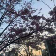 ヒメ日記 2026/03/24 00:29 投稿 涼風はるか 横浜プロダクション