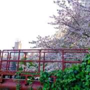 涼風はるか まだ咲いている木 横浜プロダクション