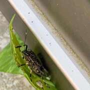 ヒメ日記 2026/04/22 01:45 投稿 涼風はるか 横浜プロダクション