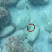 涼風はるか 三浦の海の中 横浜プロダクション