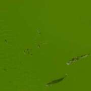 涼風はるか ボラの群れ 横浜プロダクション