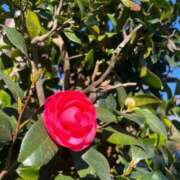 ヒメ日記 2025/01/03 15:24 投稿 木塚ねい 横浜プロダクション