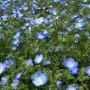 ヒメ日記 2025/03/25 09:34 投稿 ひな 即アポ奥さん～浜松店～