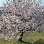 ヒメ日記 2025/04/08 19:14 投稿 ひな 即アポ奥さん～浜松店～