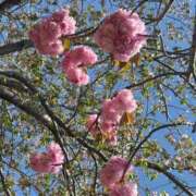 ヒメ日記 2025/04/14 13:47 投稿 ひな 即アポ奥さん～浜松店～