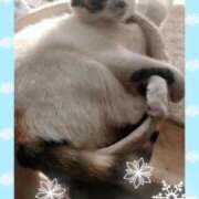 ヒメ日記 2025/01/28 10:09 投稿 ゆう 華椿（YESグループヨコハマ）