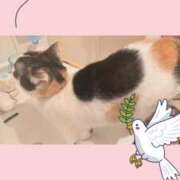 ヒメ日記 2025/01/29 11:08 投稿 ゆう 華椿（YESグループヨコハマ）