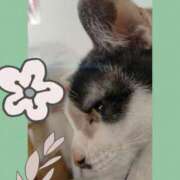 ヒメ日記 2025/04/02 08:57 投稿 ゆう 華椿（YESグループヨコハマ）