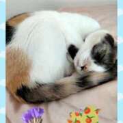 ヒメ日記 2025/04/15 17:21 投稿 ゆう 華椿（YESグループヨコハマ）