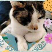 ヒメ日記 2025/04/23 11:34 投稿 ゆう 華椿（YESグループヨコハマ）