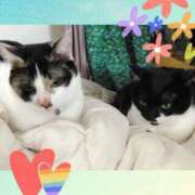 ヒメ日記 2025/07/06 10:02 投稿 ゆう 華椿（YESグループヨコハマ）