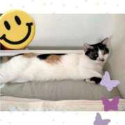 ヒメ日記 2025/08/23 10:53 投稿 ゆう 華椿（YESグループヨコハマ）