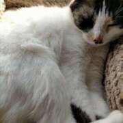 ヒメ日記 2026/03/15 19:16 投稿 ゆう 華椿（YESグループヨコハマ）