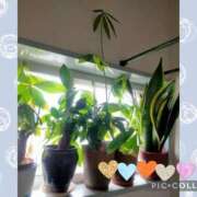 ゆう のびるよー 華椿（YESグループヨコハマ）