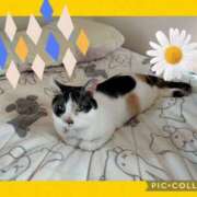 ヒメ日記 2026/04/23 12:59 投稿 ゆう 華椿（YESグループヨコハマ）