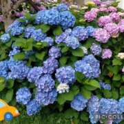 ヒメ日記 2026/06/09 10:27 投稿 ゆう 華椿（YESグループヨコハマ）
