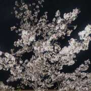 ヒメ日記 2025/04/14 01:06 投稿 黒田理香 五十路マダム愛されたい熟女たち岡山店（カサブランカグループ）