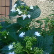 ヒメ日記 2025/06/08 23:54 投稿 立川真由子 五十路マダム愛されたい熟女たち岡山店（カサブランカグループ）