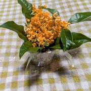 ヒメ日記 2025/11/07 12:44 投稿 松山祥子 五十路マダム愛されたい熟女たち岡山店（カサブランカグループ）