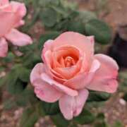 松山祥子 ありがとうございます???(#^.^#)? 五十路マダム愛されたい熟女たち岡山店（カサブランカグループ）