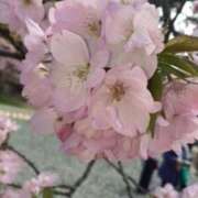 ヒメ日記 2026/04/02 17:54 投稿 入江美希 五十路マダム愛されたい熟女たち岡山店（カサブランカグループ）