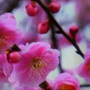 ヒメ日記 2025/03/11 14:32 投稿 安田チヨ 五十路マダム愛されたい熟女たち岡山店（カサブランカグループ）