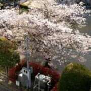 ヒメ日記 2025/04/12 08:58 投稿 安田チヨ 五十路マダム愛されたい熟女たち岡山店（カサブランカグループ）