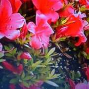 ヒメ日記 2025/04/25 15:12 投稿 安田チヨ 五十路マダム愛されたい熟女たち岡山店（カサブランカグループ）