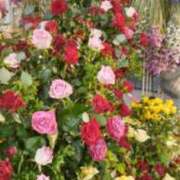 ヒメ日記 2025/05/18 14:50 投稿 安田チヨ 五十路マダム愛されたい熟女たち岡山店（カサブランカグループ）