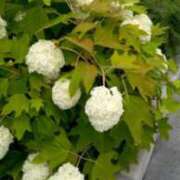 ヒメ日記 2025/06/01 18:26 投稿 安田チヨ 五十路マダム愛されたい熟女たち岡山店（カサブランカグループ）